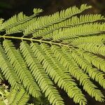 Enterolobium cyclocarpum Leaf