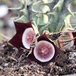 Huernia oculata Lorea