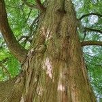 Taxodium distichum Hábitos