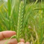 Hordeum vulgareফুল