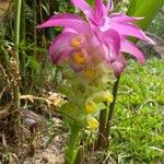 Curcuma aromatica Flower