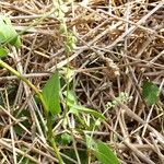 Fallopia convolvulus Otro