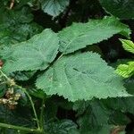 Rubus pruinosus পাতা