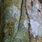 Bobgunnia fistuloides Corteza