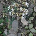 Clerodendrum infortunatum 花