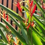 Heliconia psittacorum Květ