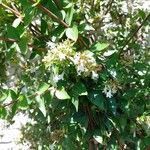 Abelia chinensis Flower