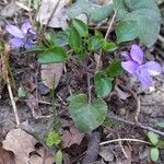 Viola reichenbachiana Агульны выгляд