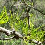 Prosopis caldenia Лист