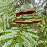 Balizia pedicellaris Leaf