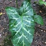 Arum italicum পাতা