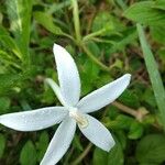 Hippobroma longiflora 花