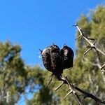 Dasylirion wheeleri Fruit