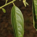 Annona reticulata برگ