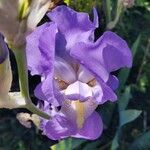 Iris pallidaFlor