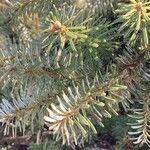 Abies concolor Foglia