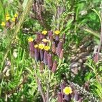 Dyssodia papposa Flower