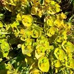 Euphorbia portlandica Flower