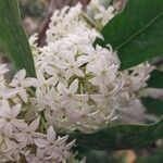 Acokanthera oppositifolia Flower