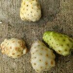 Morinda citrifolia Fruit