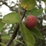 Commiphora mollis Fruto