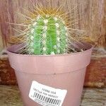 Echinopsis candicans Leaf