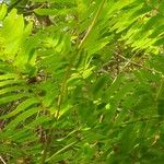 Osmunda regalisLeaf