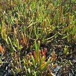 Salicornia bigelovii आदत