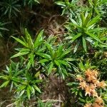 Diplostephium revolutum Hoja