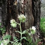 Phacelia distans Kaarna