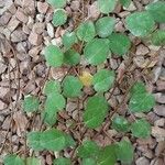 Fuchsia procumbens List