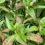 Persicaria hydropiperoides Flor