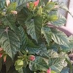 Hibiscus fragilis List