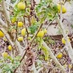 Solanum linnaeanum Plod