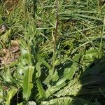 Cirsium canum Blatt