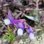 Vicia onobrychioides Blomst