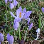 Crocus versicolor Habitus