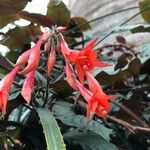 Fuchsia triphylla फूल