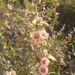 Sphaeralcea bonariensis Кветка