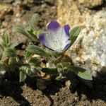 Phacelia cephalotes Συνήθη χαρακτηριστικά