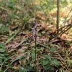 Hemipilia cucullata Blüte