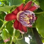 Passiflora quadrangularis Floro