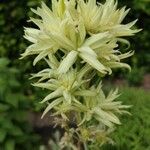 Camassia leichtlinii Flor