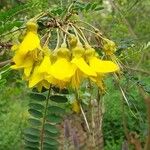 Sophora denudata Flor