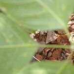 Adenocalymma inundatum Leaf