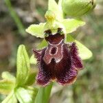 Ophrys sphegodes Flor