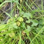 Ranunculus hederaceus Yaprak