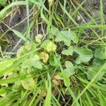 Ranunculus hederaceus Leaf