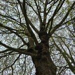 Platanus x hispanica Habit