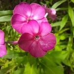 Phlox paniculata花